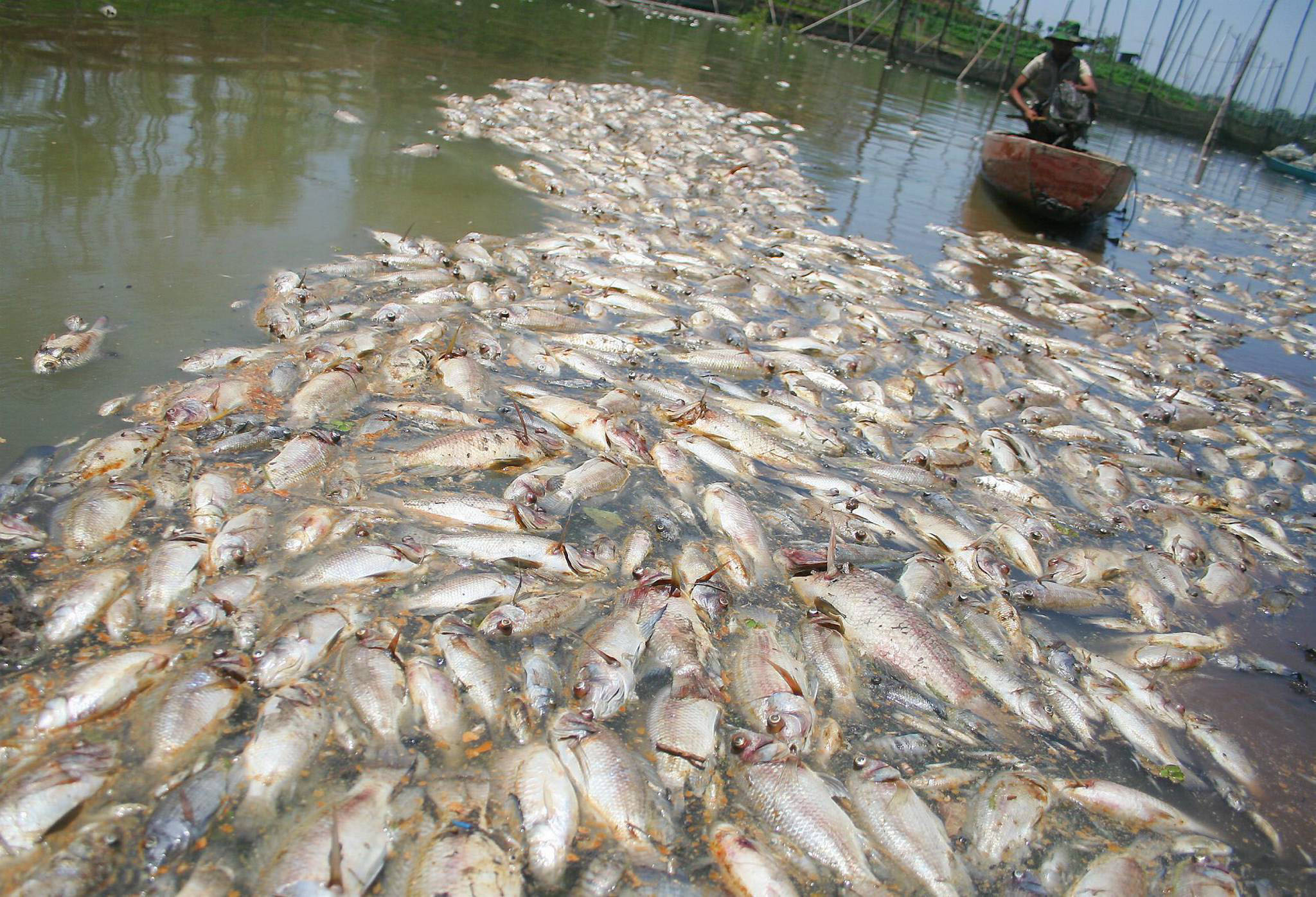 Ikan mati akibat limbah industri  Lembaga Edukasi Lingkungan